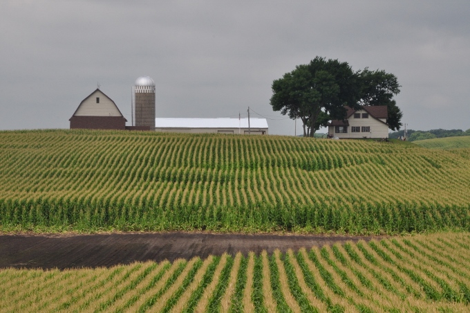 farm with corn fields in front